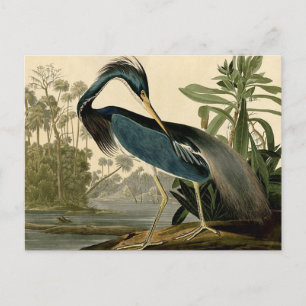 Audubon Louisiana Reiger Vogels Amerika Kunst Briefkaart