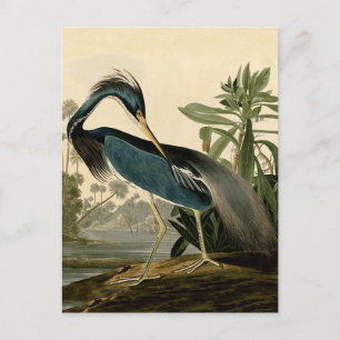 Audubon Louisiana Reiger Vogels Amerika Kunst Briefkaart