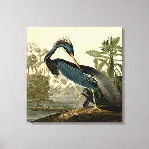 Audubon Louisiana Reiger Vogels Amerika Kunst Canvas Afdruk