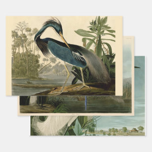 Audubon Louisiana Reiger Vogels Amerika Kunst Inpakpapier Vel