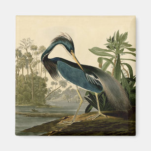 Audubon Louisiana Reiger Vogels Amerika Kunst Magneet