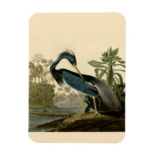 Audubon Louisiana Reiger Vogels Amerika Kunst Magneet