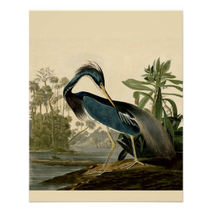 Audubon Louisiana Reiger Vogels Amerika Kunst Perfect Poster