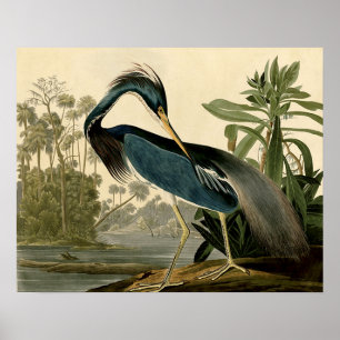 Audubon Louisiana Reiger Vogels Amerika Kunst Poster