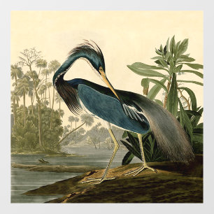 Audubon Louisiana Reiger Vogels Amerika Kunst Raamsticker