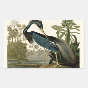 Audubon Louisiana Reiger Vogels Amerika Kunst Rechthoekige Sticker