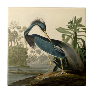 Audubon Louisiana Reiger Vogels Amerika Kunst Tegeltje