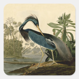 Audubon Louisiana Reiger Vogels Amerika Kunst Vierkante Sticker