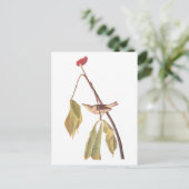 Audubon Louisiana Water Thrush Bird with Flower Briefkaart (Staand voorkant)