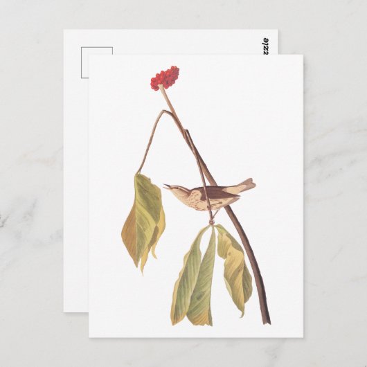 Audubon Louisiana Water Thrush Bird with Flower Briefkaart (Voorkant / Achterkant)