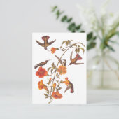 Audubon Mangrove kolibrie op trompetwijnstok Briefkaart (Staand voorkant)