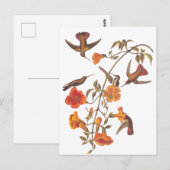 Audubon Mangrove kolibrie op trompetwijnstok Briefkaart (Voorkant / Achterkant)