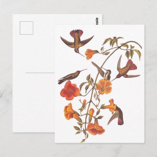 Audubon Mangrove kolibrie op trompetwijnstok Briefkaart (Voorkant / Achterkant)