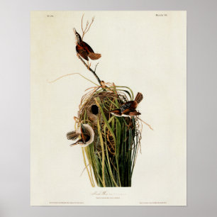 Audubon Marsh Wren Poster