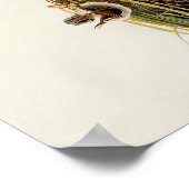 Audubon Marsh Wren Poster (Hoek)