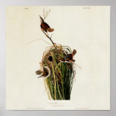 Audubon Marsh Wren Poster (Voorkant)
