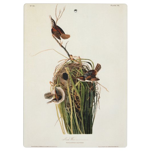 Audubon Marsh Wren Vogelkunst Klembord (Achterkant)