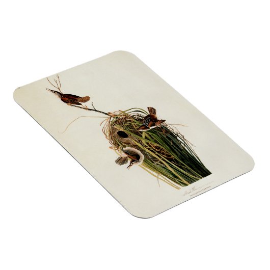 Audubon Marsh Wren Vogelkunst Magneet (Rechterzijde)