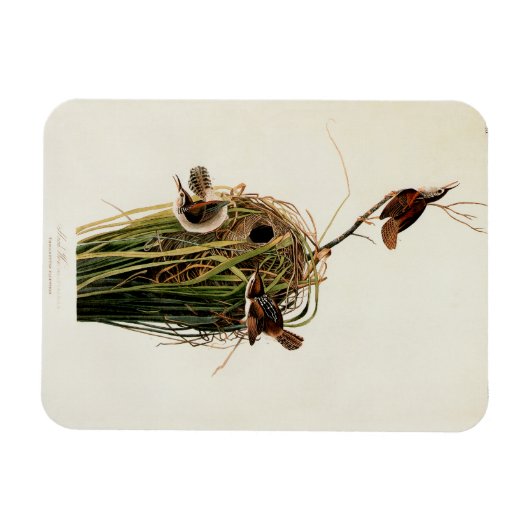 Audubon Marsh Wren Vogelkunst Magneet (Horizontaal)