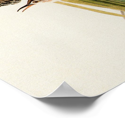 Audubon Marsh Wren Vogelkunst Poster (Hoek)