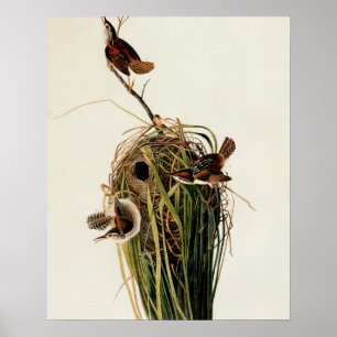 Audubon Marsh Wren Vogelkunst Poster