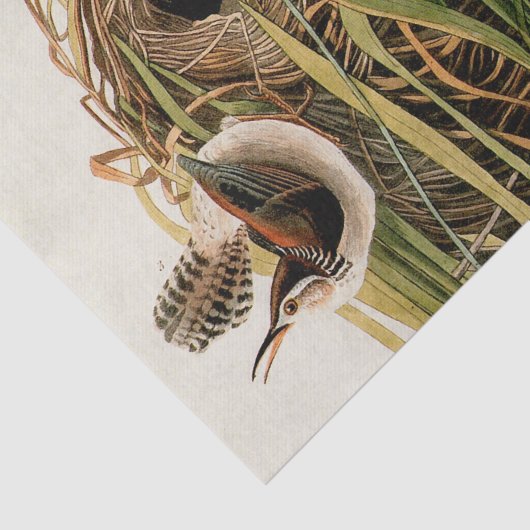 Audubon Marsh Wren Vogelkunst Tissuepapier (Detail)
