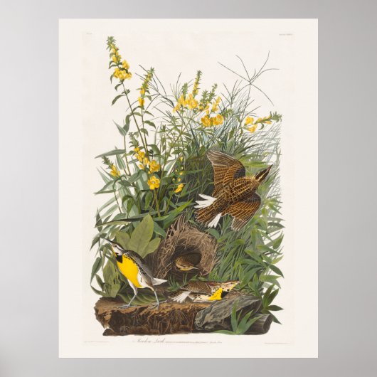 Audubon Meadowlark Botanische Print (Voorkant)