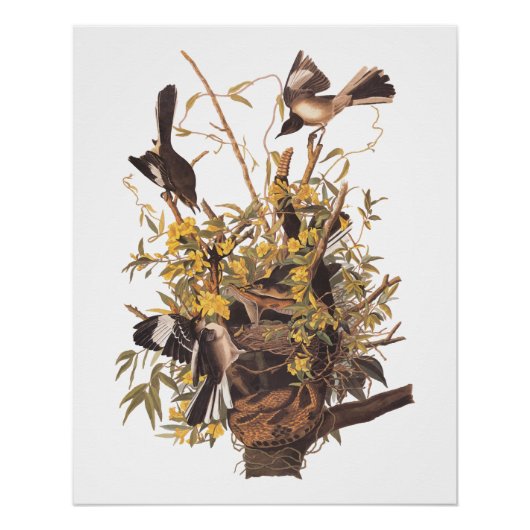 Audubon Mockingbird Family vs Snake Perfect Poster (Voorkant)