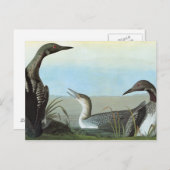 Audubon: Noordpool Duiker Briefkaart (Voorkant / Achterkant)