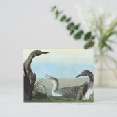 Audubon: Noordpool Duiker Briefkaart (Staand voorkant)