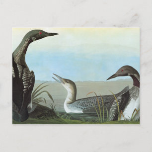 Audubon: Noordpool Duiker Briefkaart