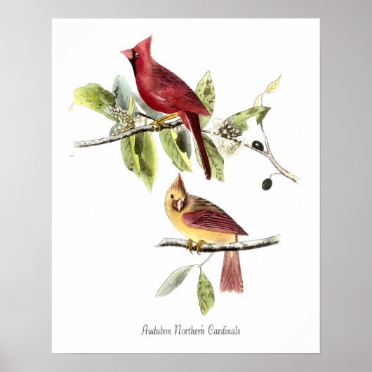 Audubon Northern Cardinals Poster (Voorkant)
