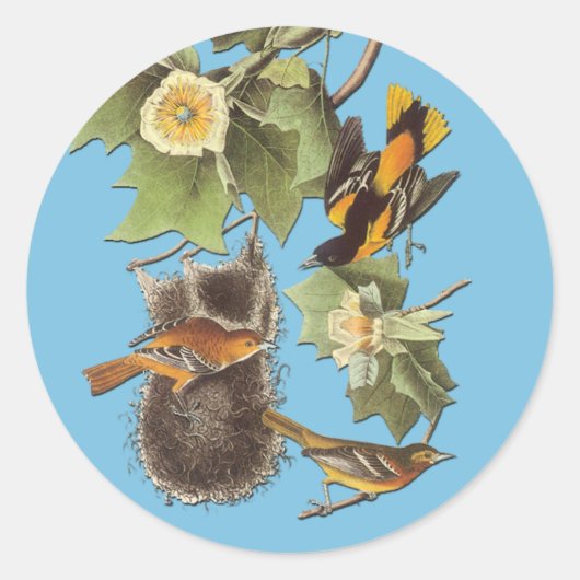 Audubon Northern Oriole Bird Art Stickers (Voorkant)