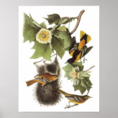 Audubon Oriole Poster (Voorkant)