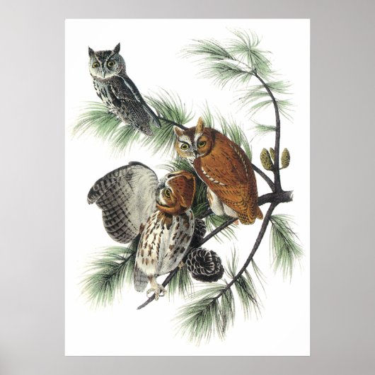 Audubon Owls Poster (Voorkant)