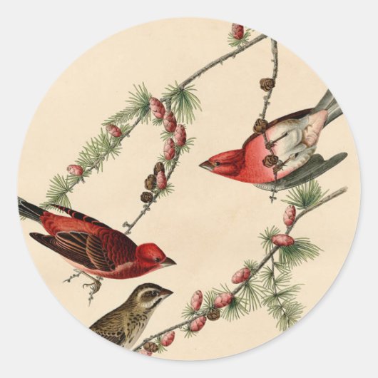  Audubon Paars Finch Bird Painting Gift Ronde Sticker (Voorkant)