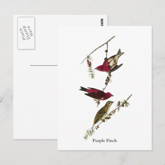 Audubon Paarse Finch Briefkaart (Voorkant / Achterkant)