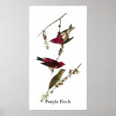 Audubon Paarse Finch Poster (Voorkant)
