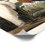 Audubon - Paarse Heron Poster (Hoek)