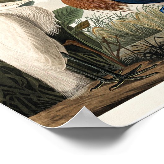 Audubon - Paarse Heron Poster (Hoek)