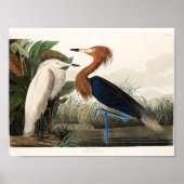 Audubon - Paarse Heron Poster (Voorkant)