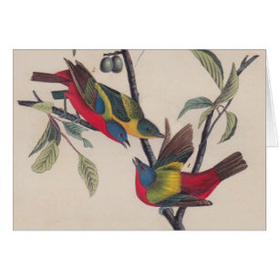 Audubon Painted Bunting Bird Wildlife