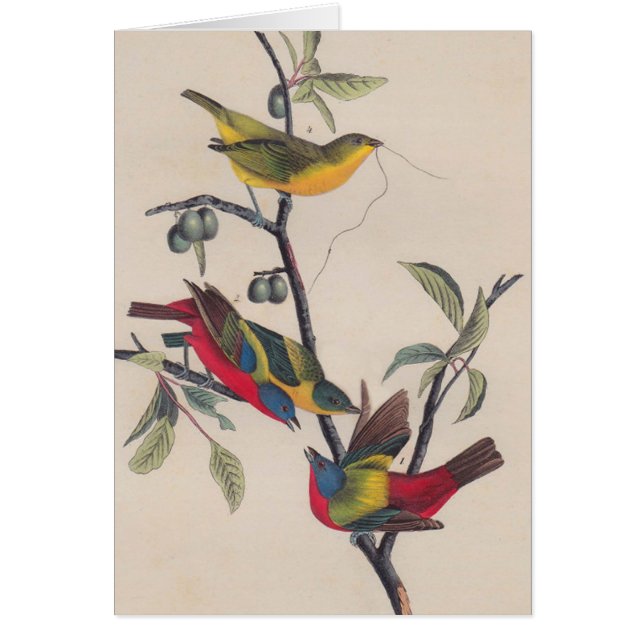 Audubon Painted Bunting Bird Wildlife (Voorkant)