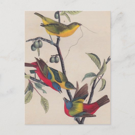 Audubon Painted Bunting Bird Wildlife Briefkaart (Voorkant)