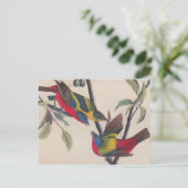 Audubon Painted Bunting Bird Wildlife Briefkaart (Staand voorkant)