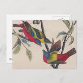 Audubon Painted Bunting Bird Wildlife Briefkaart (Voorkant / Achterkant)