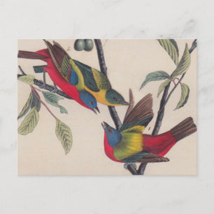 Audubon Painted Bunting Bird Wildlife Briefkaart
