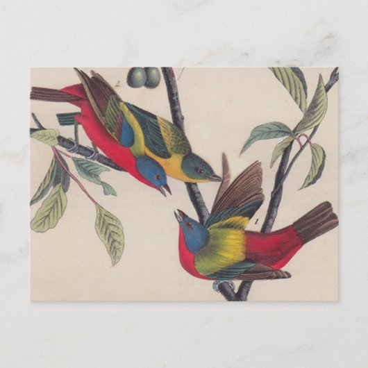 Audubon Painted Bunting Bird Wildlife Briefkaart (Voorkant)