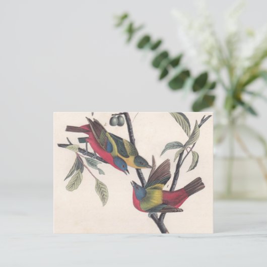 Audubon Painted Bunting Bird Wildlife Briefkaart (Staand voorkant)