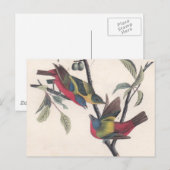 Audubon Painted Bunting Bird Wildlife Briefkaart (Voorkant / Achterkant)